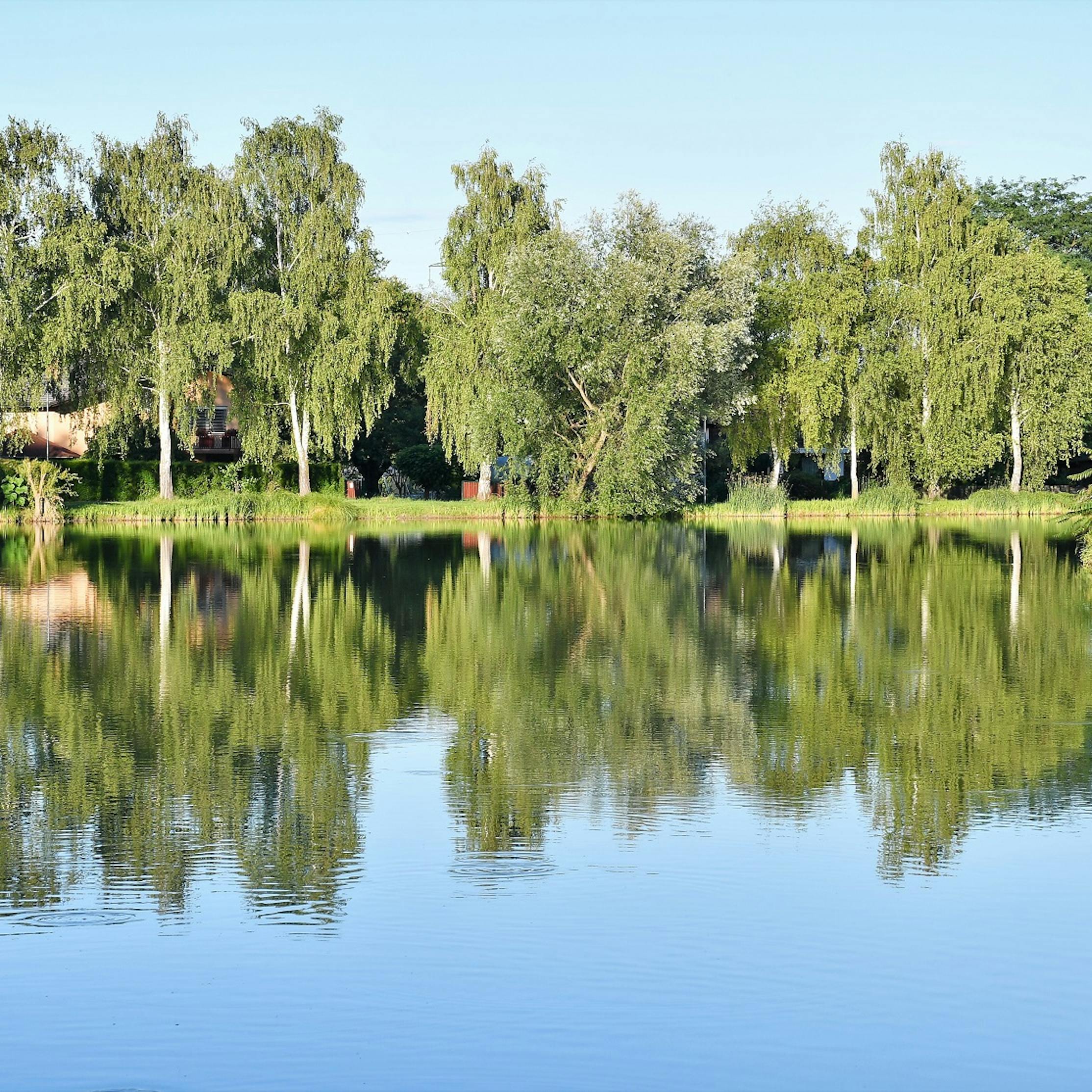 Miklavški ribniki